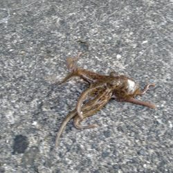 予定変更の姫路行き